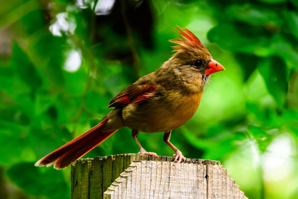 DSC_4561-Edit.jpg