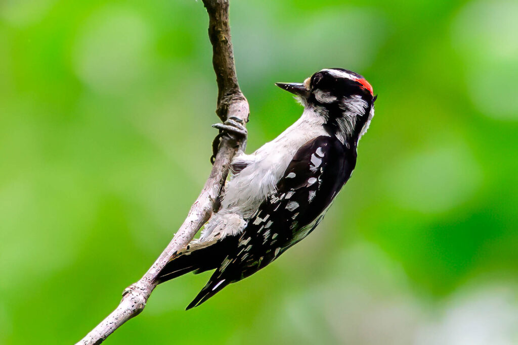DSC_4667-Edit.jpg