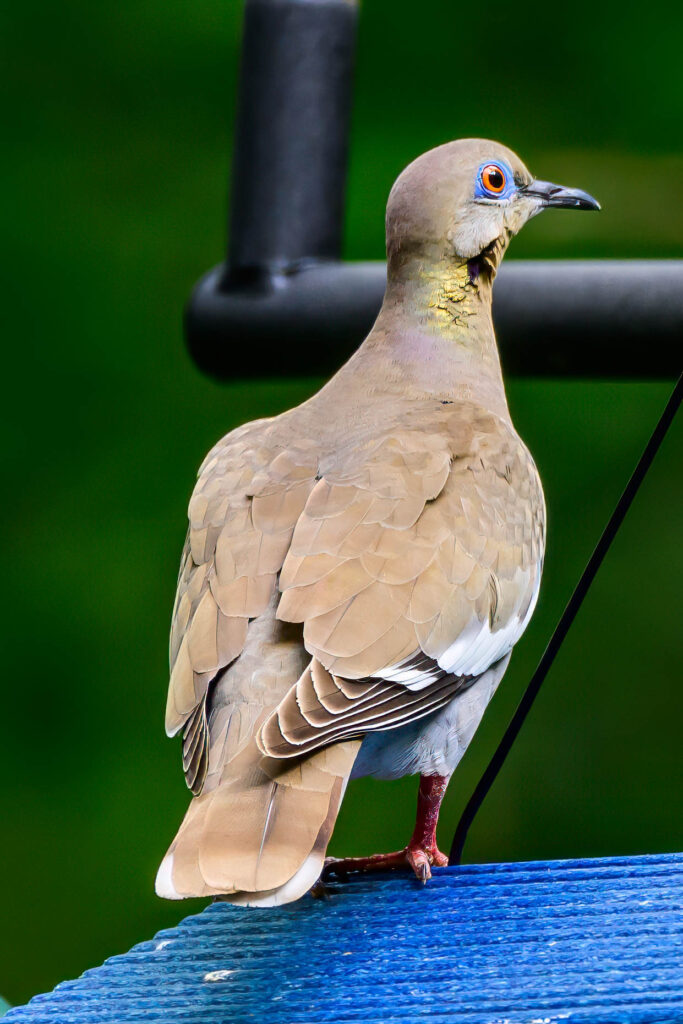 DSC_4742-Edit.jpg