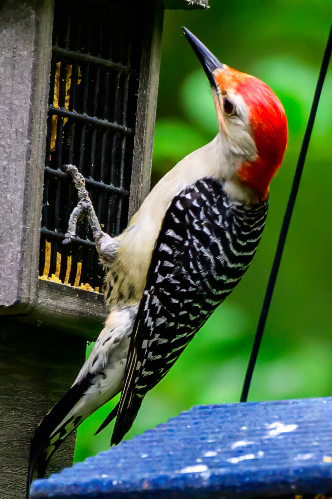 DSC_4827-Edit.jpg