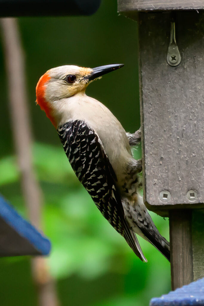 DSC_4863-Edit.jpg
