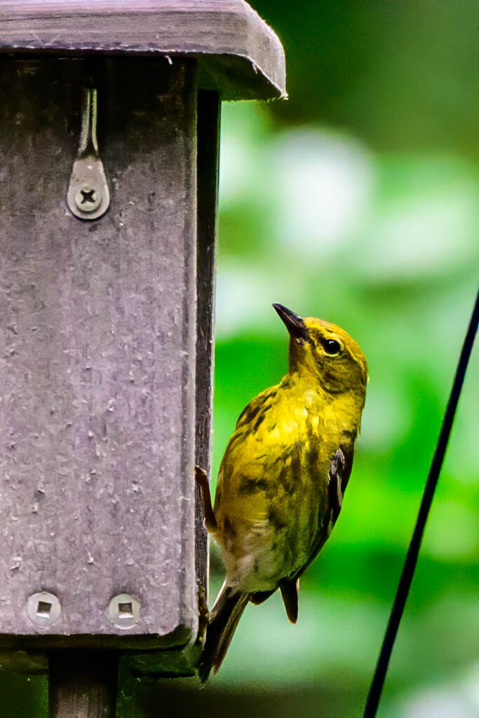 DSC_4895-Edit.jpg